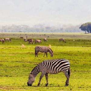 Zebror upptäckta under safari i Tanzania | Swett